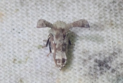 Notocera cerviceps