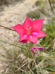 Gladiolus carmineus