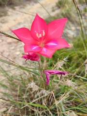 Gladiolus carmineus