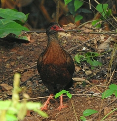 Galloperdix spadicea