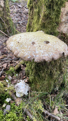 Fomitopsis betulina