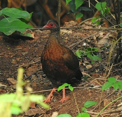 Galloperdix spadicea
