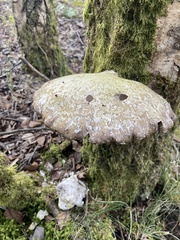 Fomitopsis betulina
