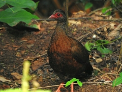 Galloperdix spadicea
