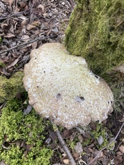 Fomitopsis betulina