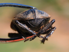 Scarabaeus viator