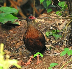 Galloperdix spadicea