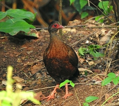 Galloperdix spadicea