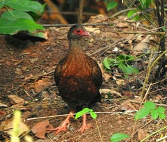 Galloperdix spadicea