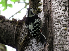 Dendrocopos leucotos