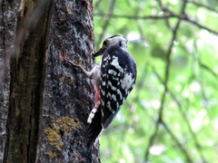 Dendrocopos leucotos