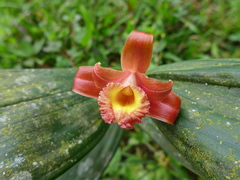 Sobralia valida