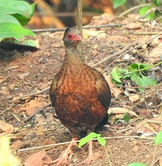 Galloperdix spadicea