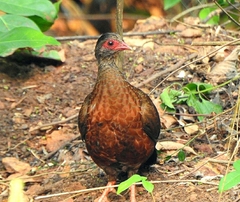 Galloperdix spadicea