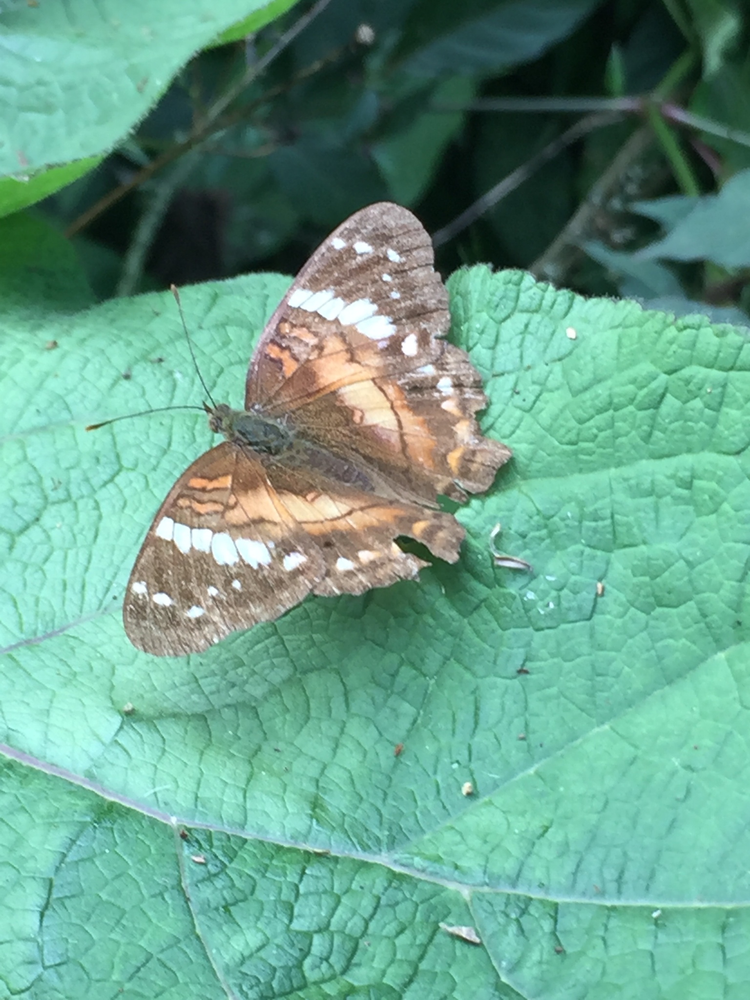 Anartia amathea image
