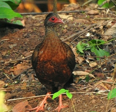 Galloperdix spadicea