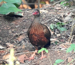 Galloperdix spadicea