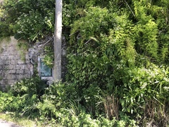 Erigeron darrellianus