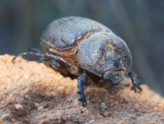 Syrichthomorphus termitophilus