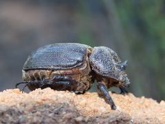 Syrichthomorphus termitophilus