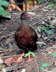 Galloperdix spadicea