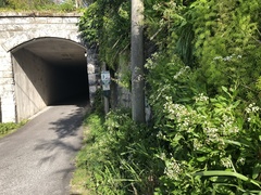 Erigeron darrellianus