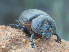 Syrichthomorphus termitophilus