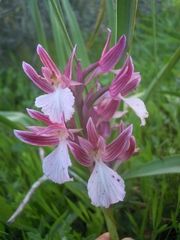 Anacamptis papilionacea grandiflora