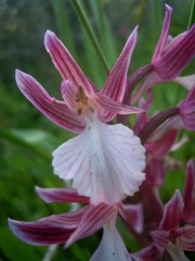 Anacamptis papilionacea grandiflora
