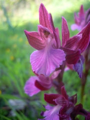 Anacamptis papilionacea grandiflora