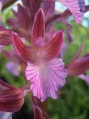 Anacamptis papilionacea grandiflora