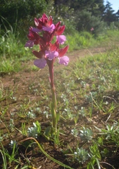 Anacamptis papilionacea grandiflora