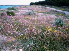 Silene sericea