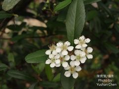 Pyracantha crenatoserrata