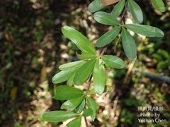 Pyracantha crenatoserrata