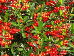 Pyracantha crenatoserrata
