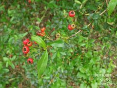 Pyracantha crenatoserrata