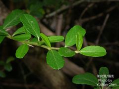 Pyracantha crenatoserrata