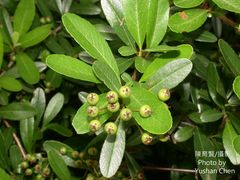 Pyracantha crenatoserrata