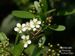 Pyracantha crenatoserrata