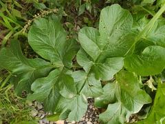 Magydaris pastinacea