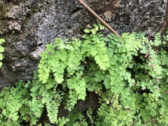 Adiantum bellum