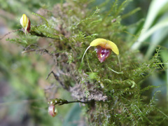 Scaphosepalum