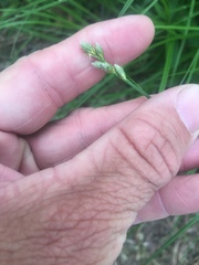 Carex scoparia