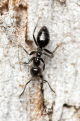 Technomyrmex sophiae