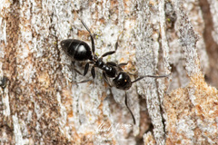 Technomyrmex sophiae