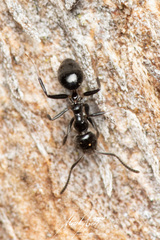 Technomyrmex sophiae
