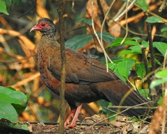 Galloperdix spadicea