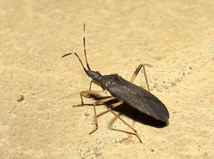 Dicranocephalus schmitzi