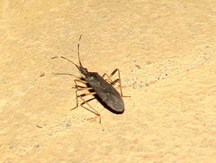 Dicranocephalus schmitzi